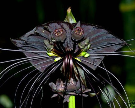 Tacca Chantrieria 'Black Bat Plant' (5 Seeds) - Click Image to Close
